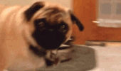 angry pug dog animated gif say it to my face funny pics pictures pic picture image photo images photos lol