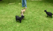 baby goat animal kid cute jumping kicking flipping deal with it animated gif funny pics pictures pic picture image photo images photos lol