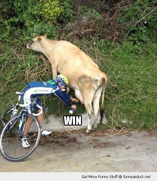 funny-biker-cyclist-race-milking-cow-win-pics.jpg