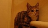 cat lolcat animal hanging rail i'm a towel funny pics pictures pic picture image photo images photos lol
