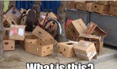 confused cardboard box face trash garbage what is this guys some kind party funny pics pictures pic picture image photo images photos lol