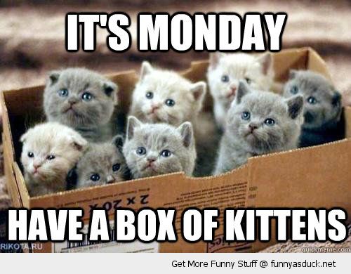 [Image: funny-cute-cats-monday-box-of-kittens-pics.jpg]