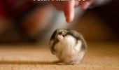 cute hamster paws over ears cant hear you blah animal funny pics pictures pic picture image photo images photos lol