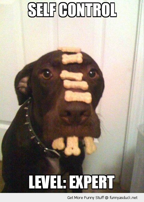 dog animal biscuits treats balancing nose mouth self control expert funny pics pictures pic picture image photo images photos lol  