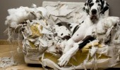 dog wreaked chair ripped sofa this thing exploded surprised animal funny pics pictures pic picture image photo images photos lol