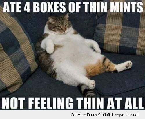 funny-fat-cat-couch-sofa-4-boxes-thin-mi