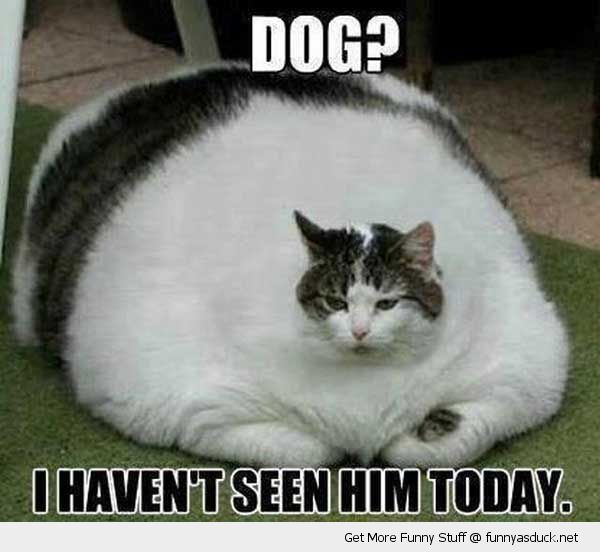 funny-fat-cat-eaten-dog-havent-seen-him-today-pics.jpg