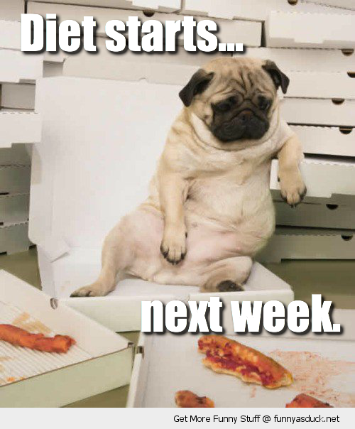funny-fat-pug-dog-chair-pizza-diet-starts-next-week-pics.png