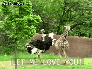 funny-giraffe-running-chasing-ostrich-let-me-love-you-animated-gif.gif