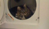 good morning cat animal lolcat sitting dryer made these furry again might like funny pics pictures pic picture image photo images photos lol