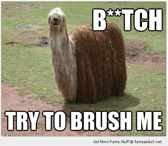 funny-hairy-dog-llama-alpaca-bitch-try-b