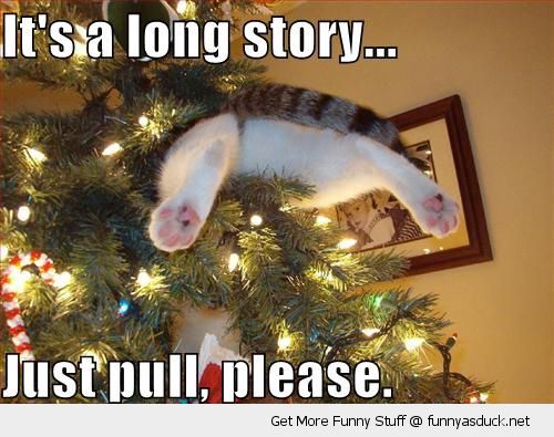 funny-long-story-cat-stuck-xmas-tree-christmas-just-pull-please-pics.jpg