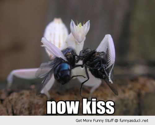 funny-mantas-insect-flies-holding-now-ki
