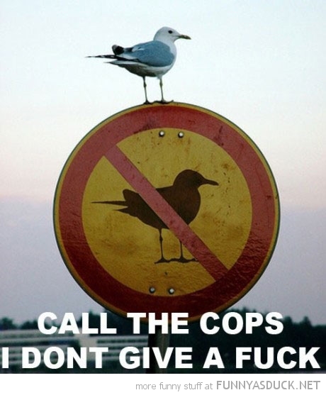 funny-no-seagulls-sign-bird-call-cops-do