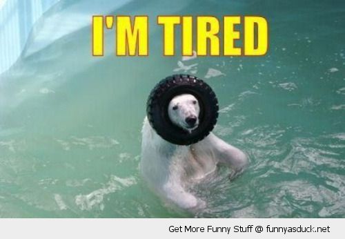 funny-polar-bear-pool-tire-head-im-tired