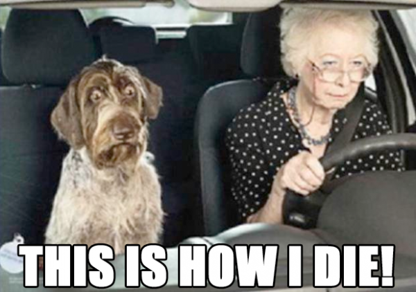 funny-scared-shocked-dog-car-old-woman-senior-citizen-driving-pics-600x422.png