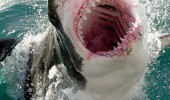 shark attack animal bite hug with mouth sea ocean funny pics pictures pic picture image photo images photos lol