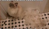 cat lolcat animal shed fur didn't touch him exploded animal funny pics pictures pic picture image photo images photos lol