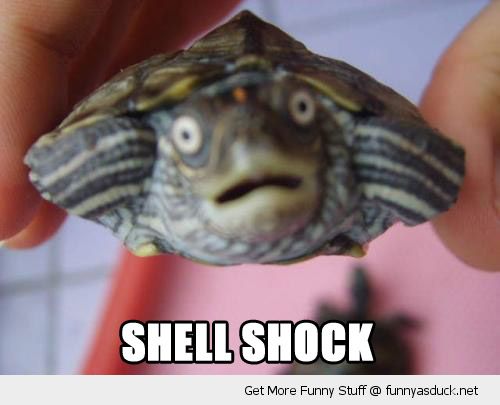 funny-shocked-surprised-turtle-scared-face-shell-shock-pics.jpg