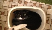 cat kitten lolcat animal trash can bin so trashed right now funny pics pictures pic picture image photo images photos lol