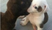 cute dogs animals puppys biting eating nose face work kissing skills funny pics pictures pic picture image photo images photos lol