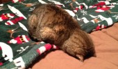 cat lolcat animal face covers yup it's a bed funny pics pictures pic picture image photo images photos lol