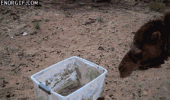 camel scared plastic box running away animal animated gif funny pics pictures pic picture image photo images photos lol