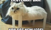 cat lolcat animal no legs lieutenant dan new legs forrest gump funny pics pictures pic picture image photo images photos lol
