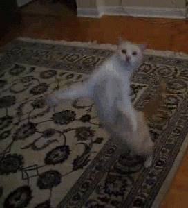 funny-cat-standing-up-dancing-animated-g