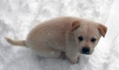cute puppy dog animal snow can't poop you watching funny pics pictures pic picture image photo images photos lol