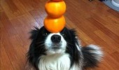 dog balancing oranges head nose animal citrus fruit balanced diet funny pics pictures pic picture image photo images photos lol