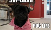 douchebag dog t-shirt sup brah pug life funny pics pictures pic picture image photo images photos lol