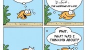 gold fish comic meaning life what was thinking about animal funny pics pictures pic picture image photo images photos lol