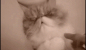 angry grumpy cat lolcat animal  waking up what time is it animated gif funny pics pictures pic picture image photo images photos lol