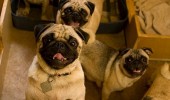 happy pug dog animal came right neighborhood friend funny pics pictures pic picture image photo images photos lol