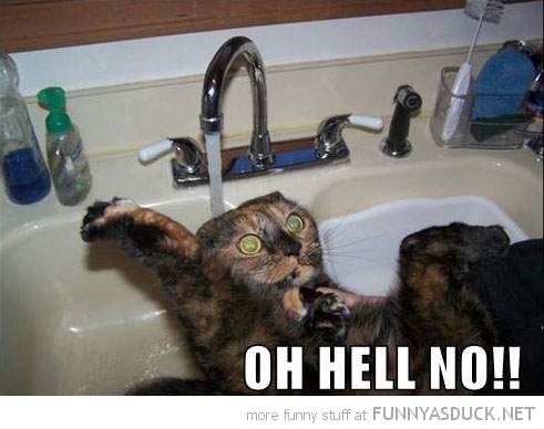 funny-hell-no-cat-water-sink-bath-pics.jpg