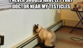introspective sad cat lolcat animal looking wall doctor testicles funny pics pictures pic picture image photo images photos lol