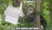 just pet them bird house animal cat lolcat tree funny pics pictures pic picture image photo images photos lol