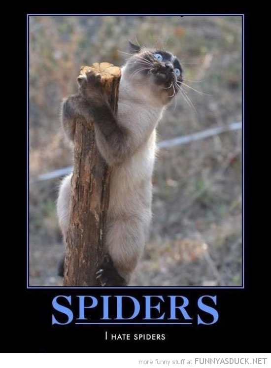 funny-scared-cat-hanging-post-spiders-pi