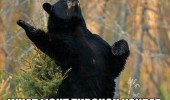 shakesbear bear standing up reciting poem shakespeare but soft animal funny pics pictures pic picture image photo images photos lol