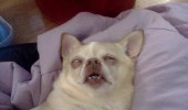 sleepy dog animal bed every morning alarm goes off funny pics pictures pic picture image photo images photos lol