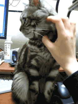 funny-stop-now-cat-petting-hand-push-paw-animated-gif.gif