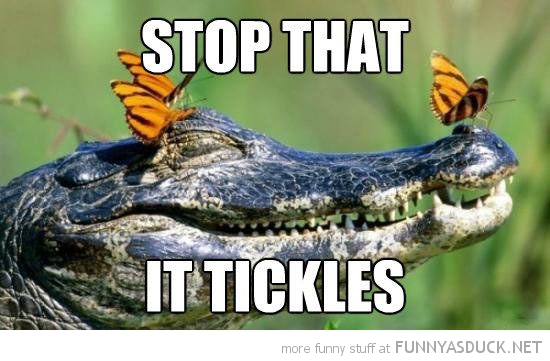 funny-butterflies-alligators-head-stop-tickles-pics.jpg
