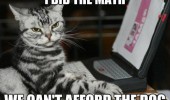 cat lolcat animal laptop computer did math can't afford dog funny pics pictures pic picture image photo images photos lol