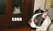 cat lolcat animal glowing eyes door window dog soon funny pics pictures pic picture image photo images photos lol