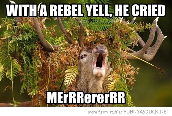 funny-deer-grass-stuck-head-antlers-rebe