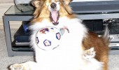 dog animal playing ball ermahgerd soccer football funny pics pictures pic picture image photo images photos lol