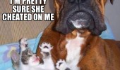 dog animal kitten sad pretty sure she cheated on me funny pics pictures pic picture image photo images photos lol
