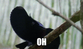 fabulous bird mating dance animated gif animal funny pics pictures pic picture image photo images photos lol