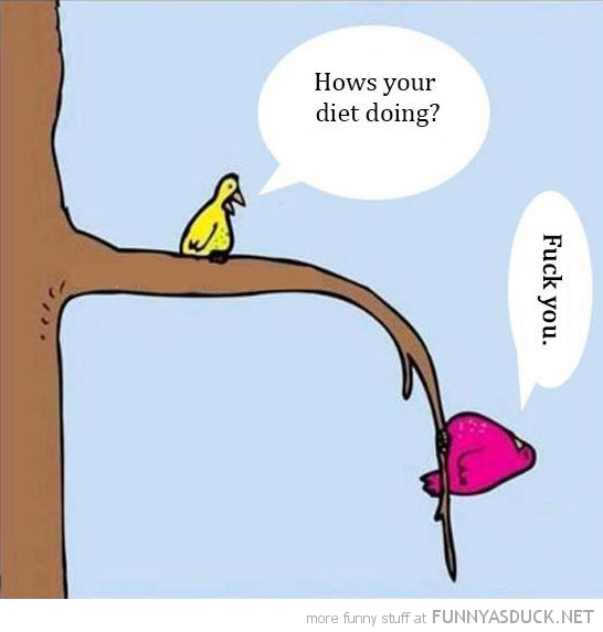 fat bird how diet going bent tree branch comic funny pics pictures pic picture image photo images photos lol 